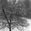 boom sneeuw