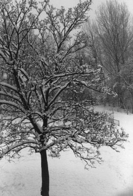 boom_sneeuw.jpg